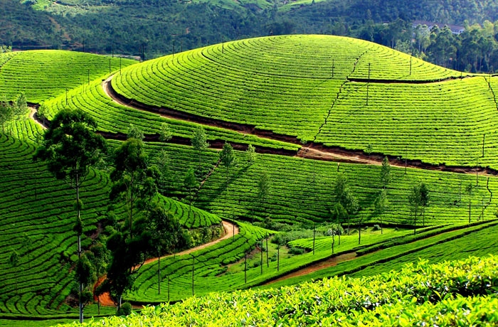 tea state