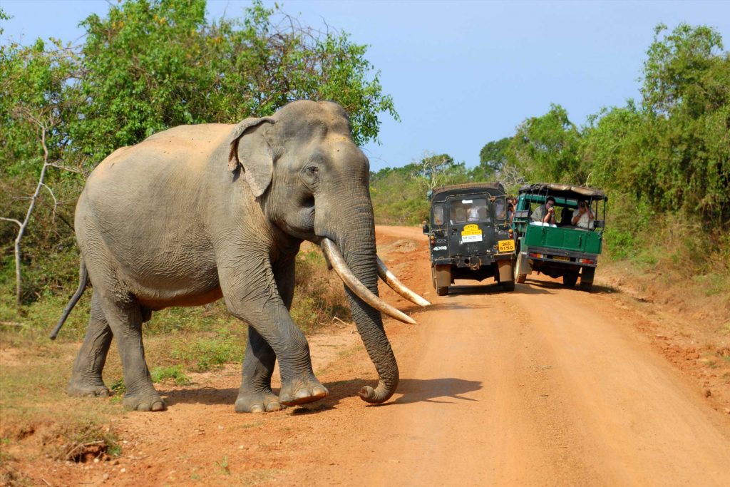 yala elephant