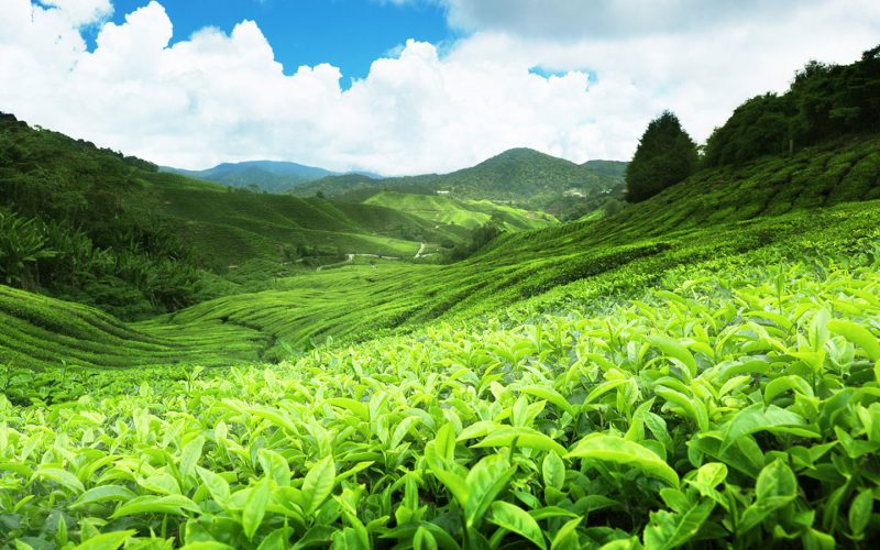 Hill Country Tea Plantation
