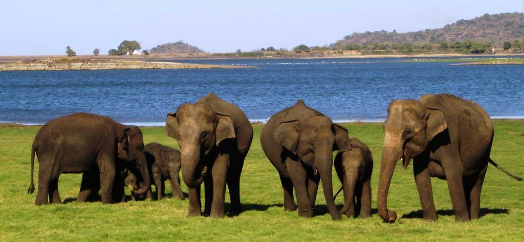 elephant