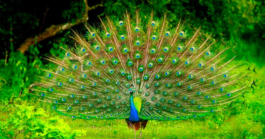 Peacock