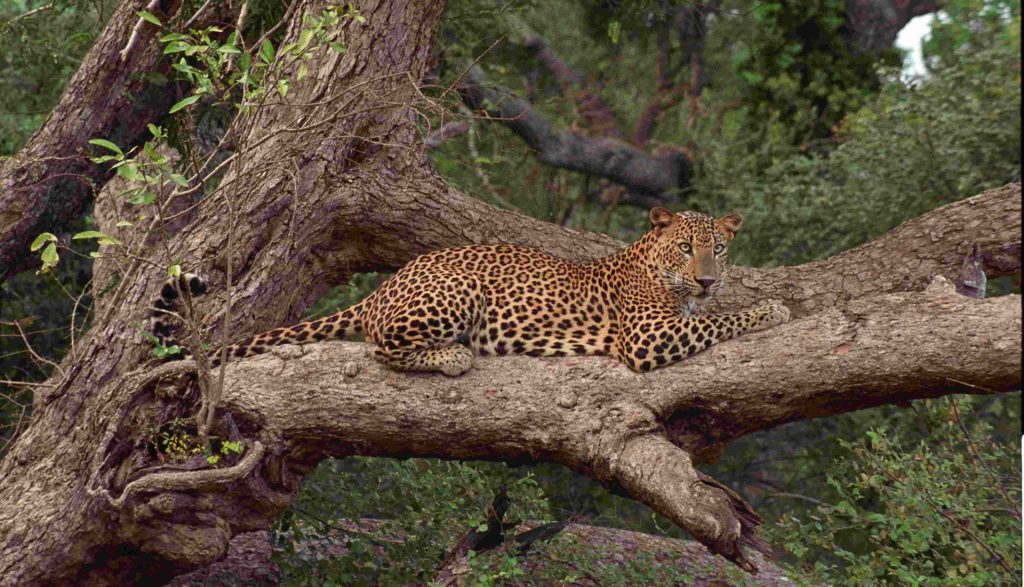 leopard