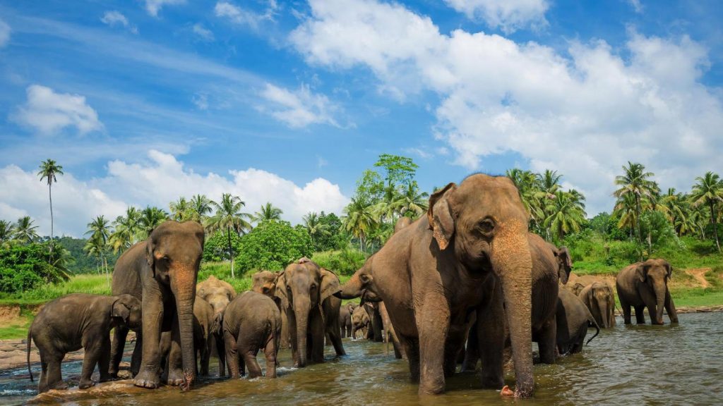 Pinnawala Elephants
