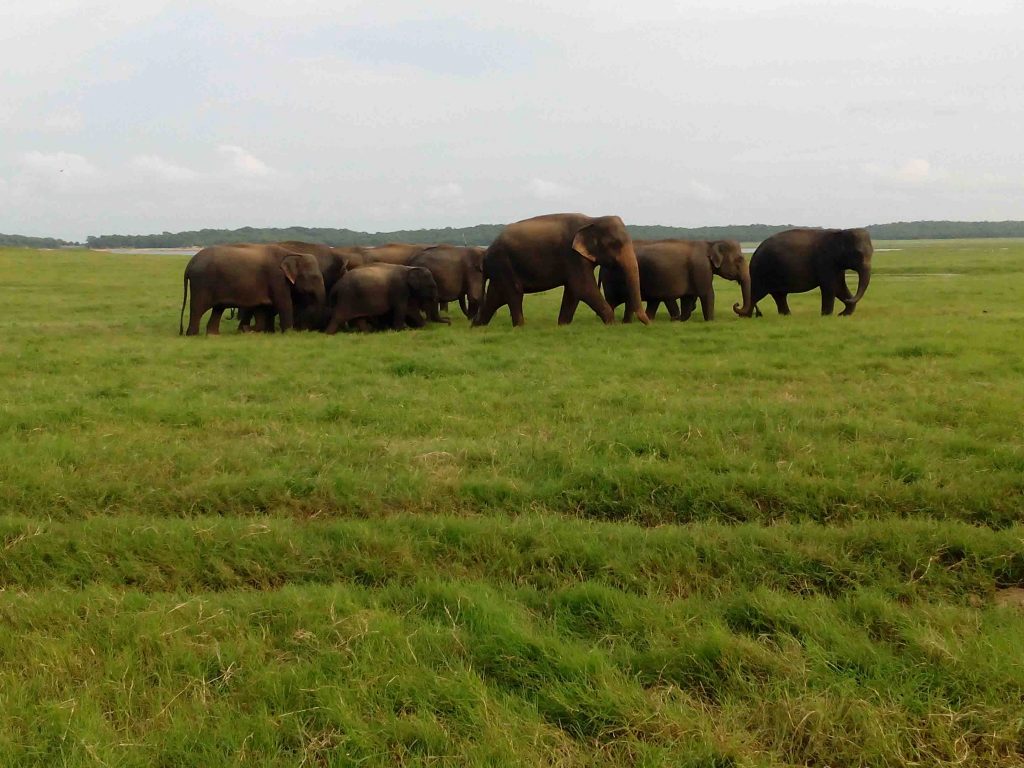 Wild Elephants