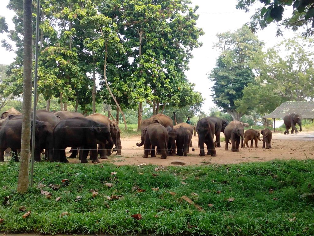 Udawalawe Elephants 1