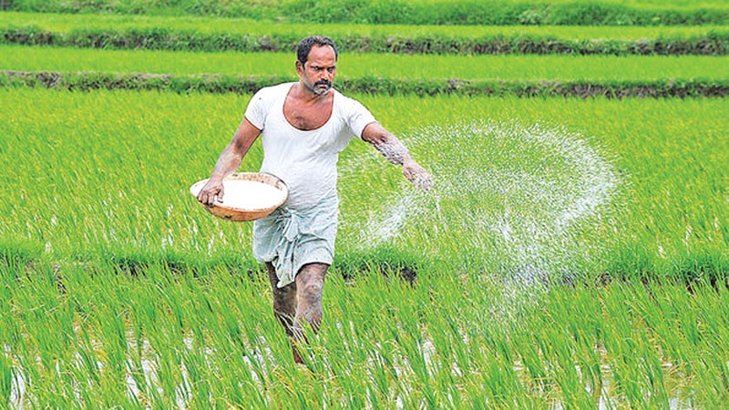 Paddy Farmer